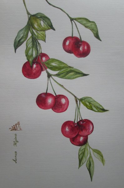 Вишня карандашом