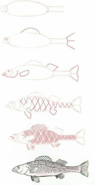 Рыба карандашом для начинающих