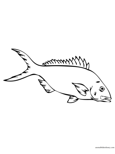 Желтохвостый луциан