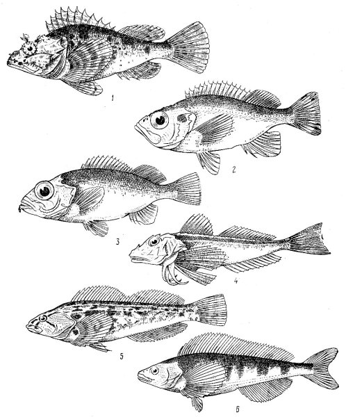 Отряд Скорпенообразные