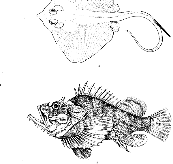 Ерш рыба Графика