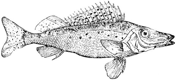 Рыба Ерш раскраска