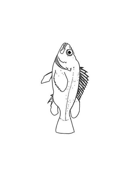 Ерш раскраска