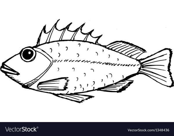 Рыба Ерш раскраска
