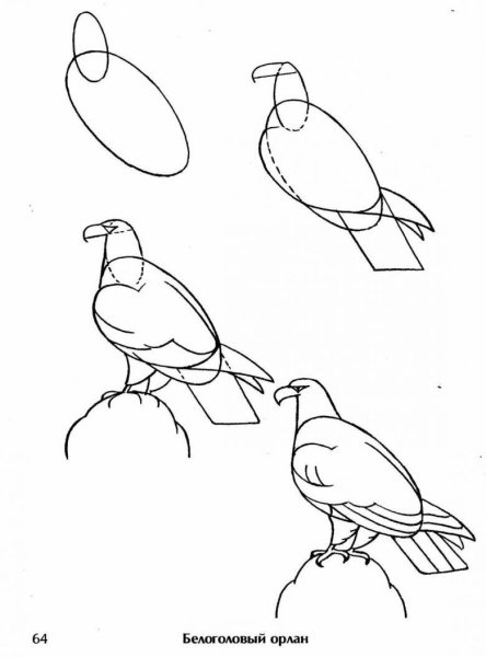 Поэтапное рисование птиц