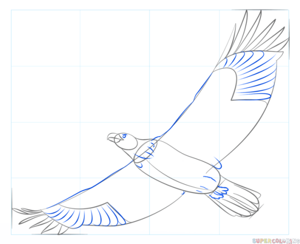 Поэтапное рисование орла