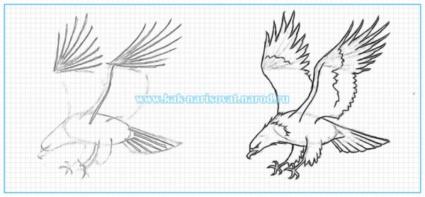 Поэтапное рисунок орла