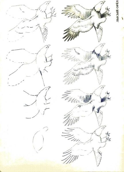 Рисование птиц в полете