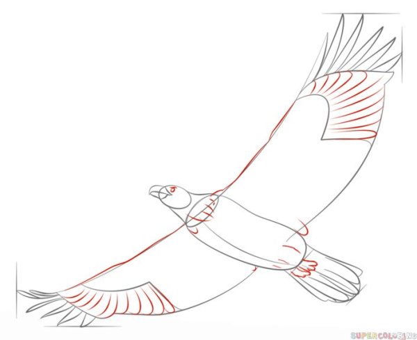 Поэтапное рисование степного орла