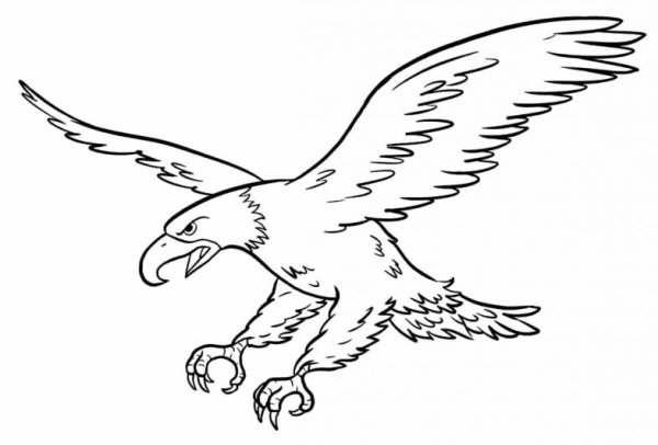 Орел раскраска для детей
