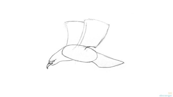 Поэтапное рисование орла