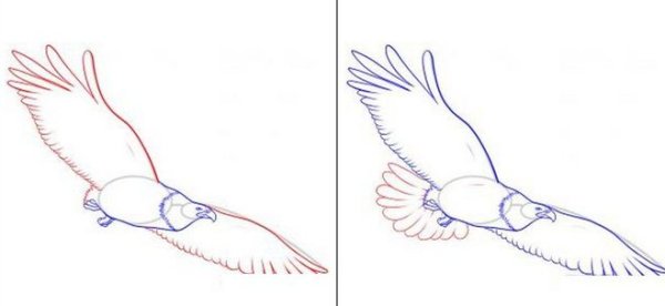 Поэтапное рисование орла