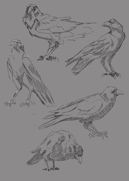 Вороны референс