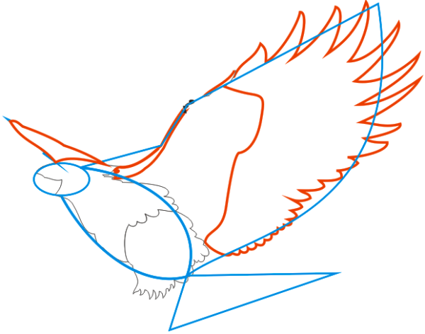 Сокол поэтапное рисование