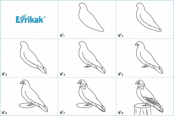 Поэтапное рисование орла
