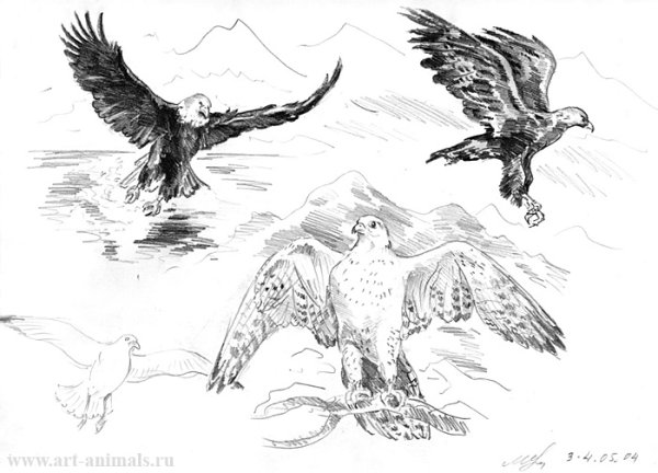 Орел в небе карандашом