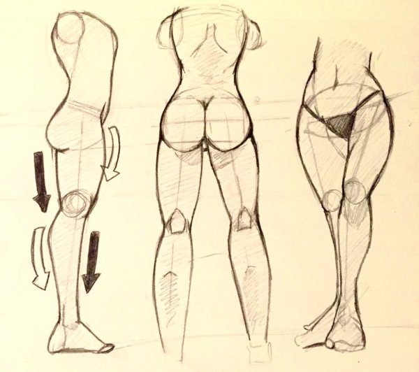 Женские бедра для рисования