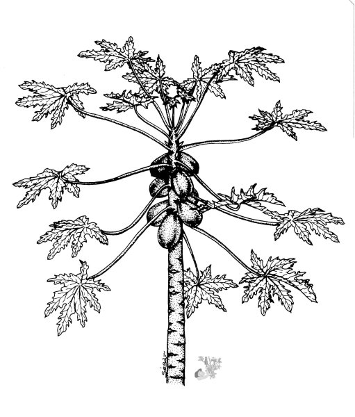 Папайя дерево рисунок