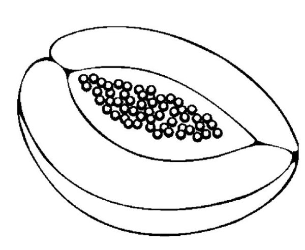 Папайя скетчинг фрукта