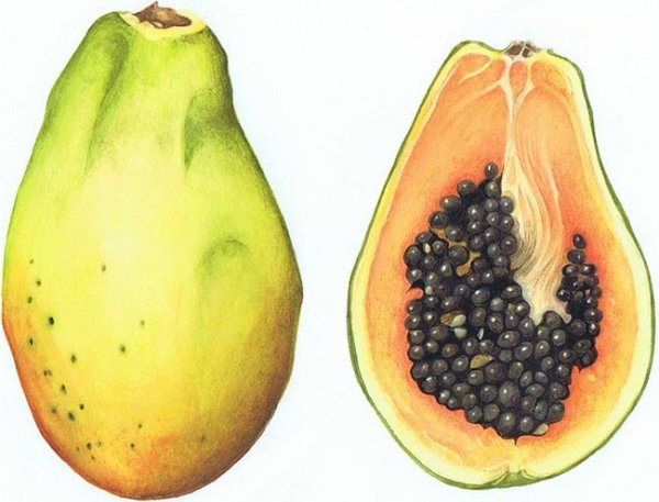 План дерева для рисования