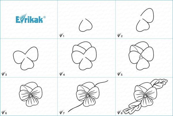 Ирисы поэтапное рисование