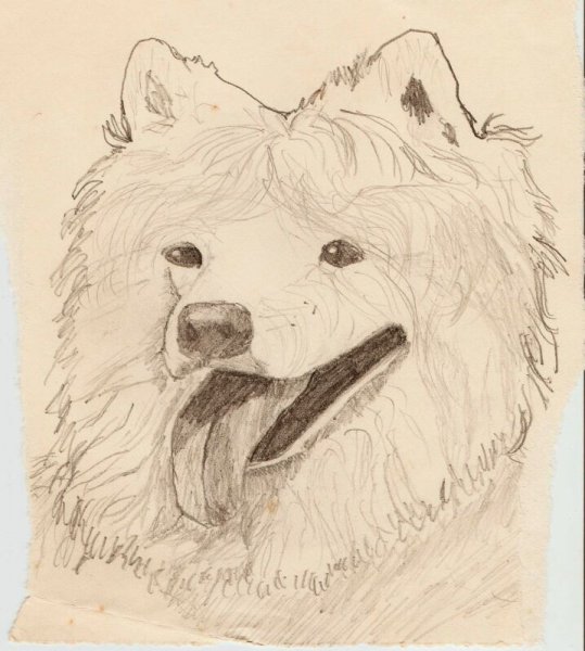 Самоед эскиз