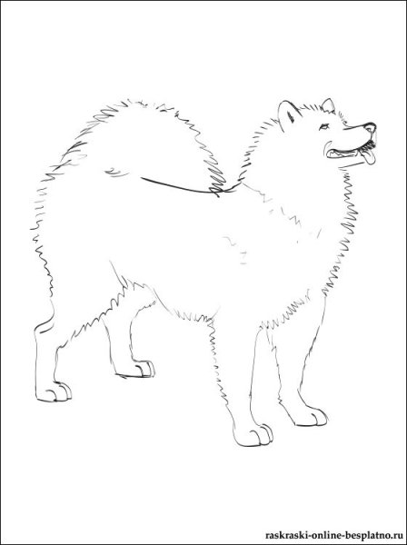 Раскраска самоед щенок