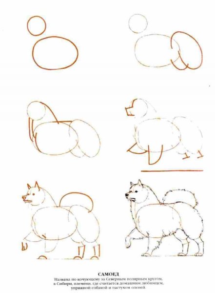 Шпиц пошаговое рисование