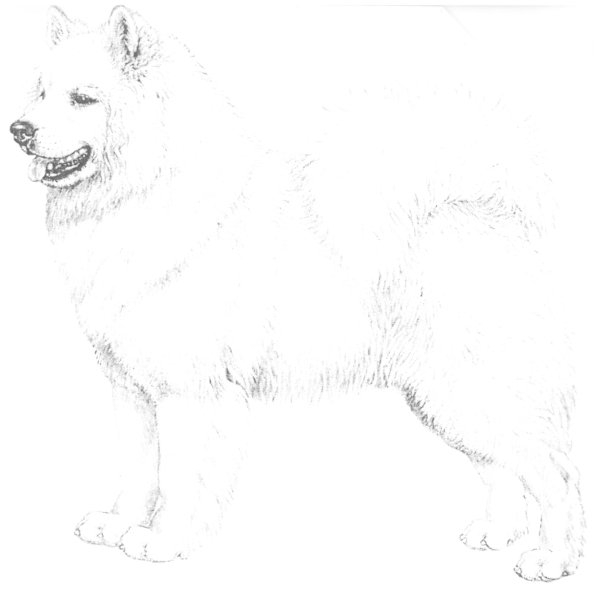 Самоед собака