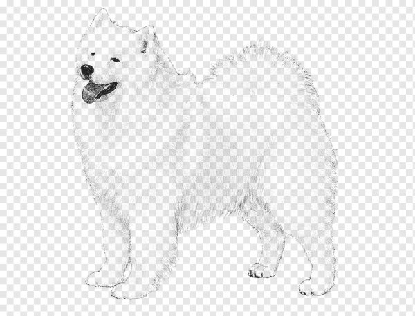 Самоедская лайка раскраска