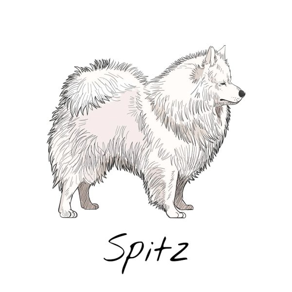 Самоед рисунок