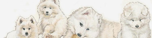 Самоедская лайка рисунок