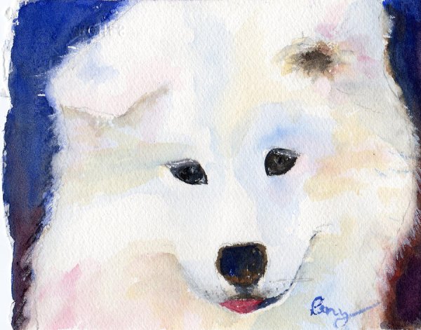 Самоедская лайка акварель
