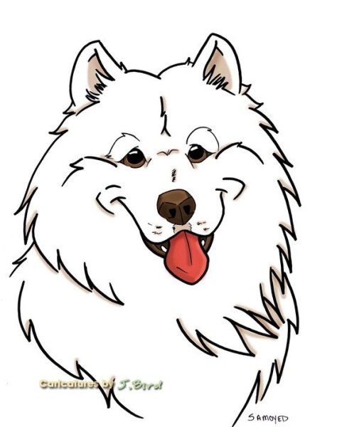 Собака самоед вектор