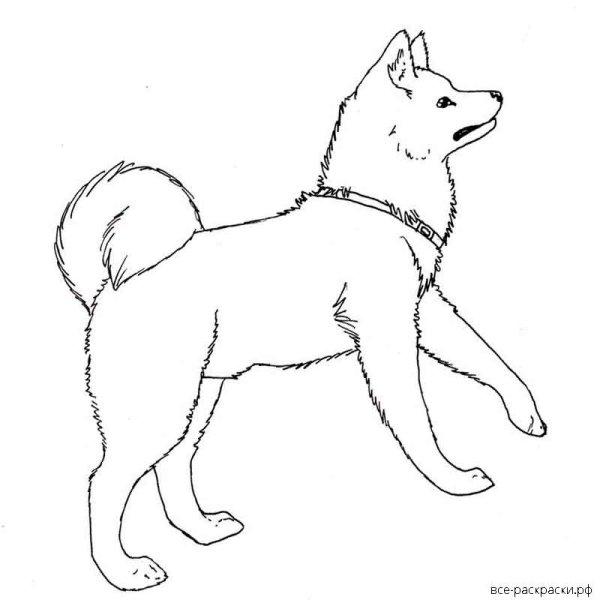 Раскраска щенок лайки