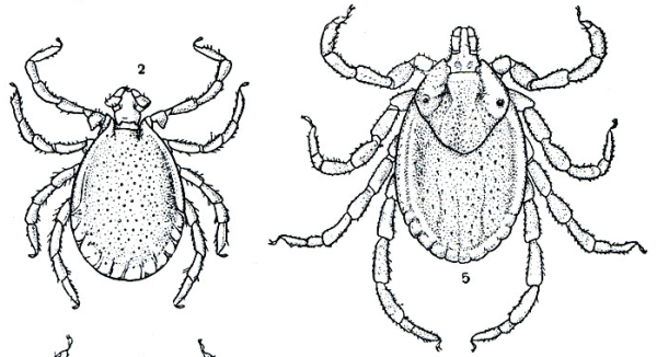 Клещи рода Haemaphysalis