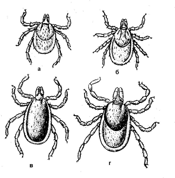 Личинка нимфа Имаго клеща