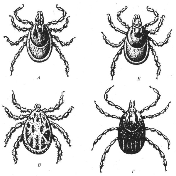 Клещи иксодовые Таежный