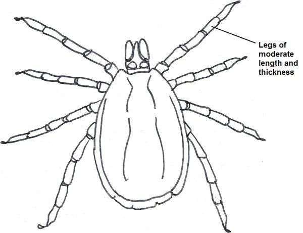 Ixodes строение