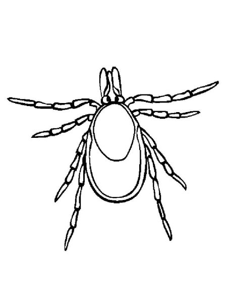 Несуществующее насекомое рисунок