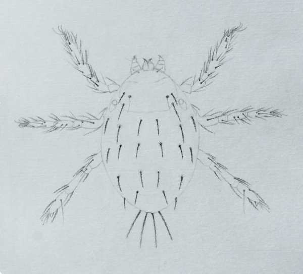 Строение клеща энцефалитного