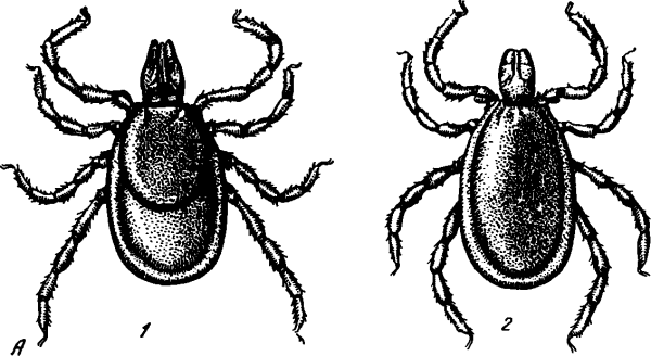 Нарисовать клеща