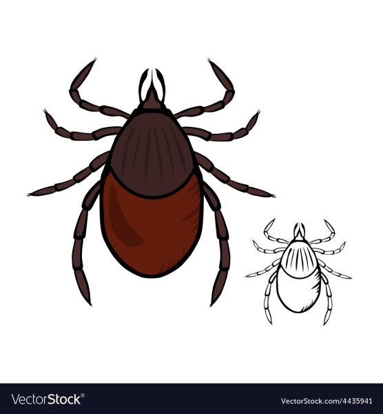 Ixodes persulcatus рисунок
