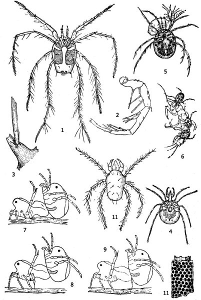 Гнатосома иксодового клеща