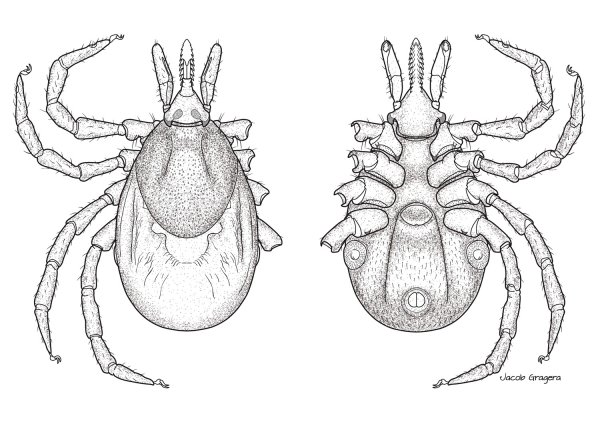 Против клеща вектор