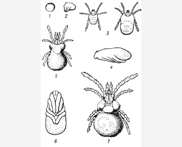 Клещи карандашом