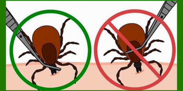 Как нарисовать паука птицееда