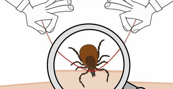 Жук с лупой рисунок карандашом