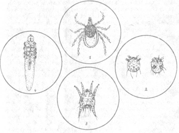 Паук крестовик раскраска