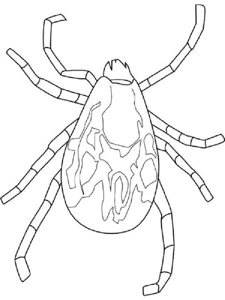 Клещ Таежный чб